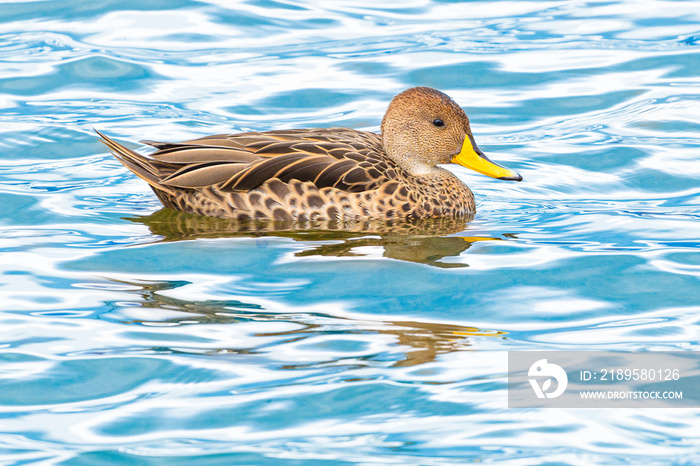 Yellow-billed Pintail (Anas georgica georgica) swimming at Almirante Montt Gulf - Chile