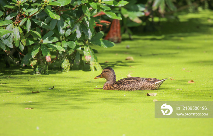 Closeup of one isolated duck swimming in polluted lake with green algae carpet slick- Netherlands, G