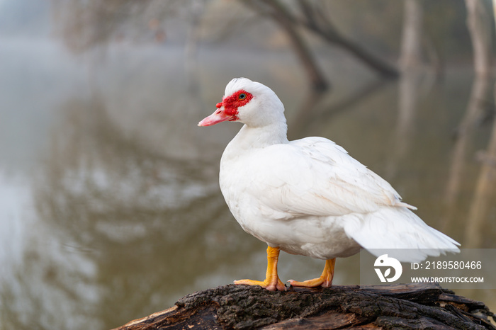 Cairina moschata, also called ñuñuma