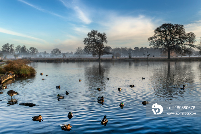 Gathering ducks on pond