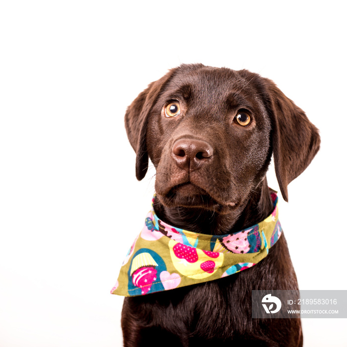 Süßer Labrador Welpe mit Halsband