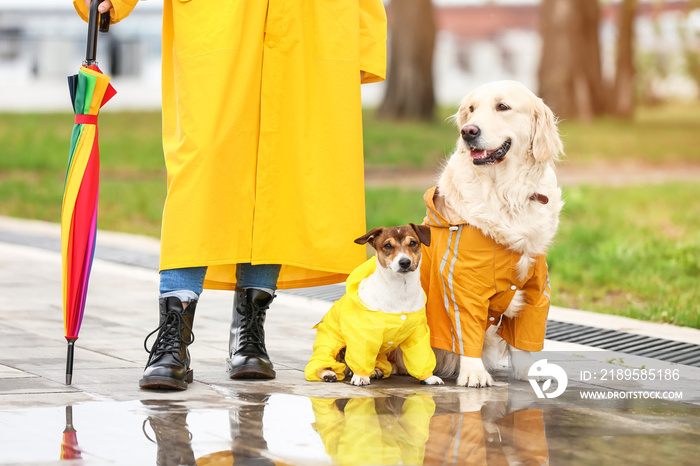 有趣的狗和穿着雨衣的主人在户外散步