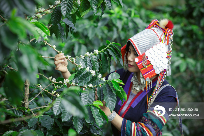 美丽的女人亚洲女士阿卡部落，穿着传统部落的女人，上面有咖啡花