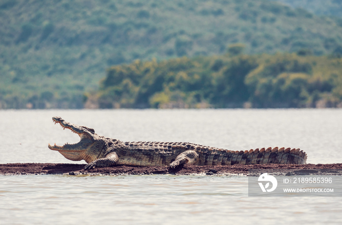 big nile crocodile, Chamo lake Falls Ethiopia