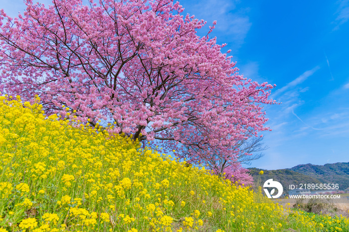 静岡県賀茂郡南伊豆町　河津桜と菜の花