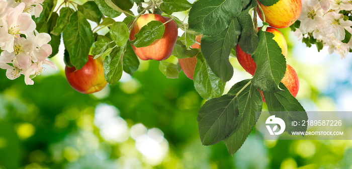 image of a tree with apples in the garden closeup