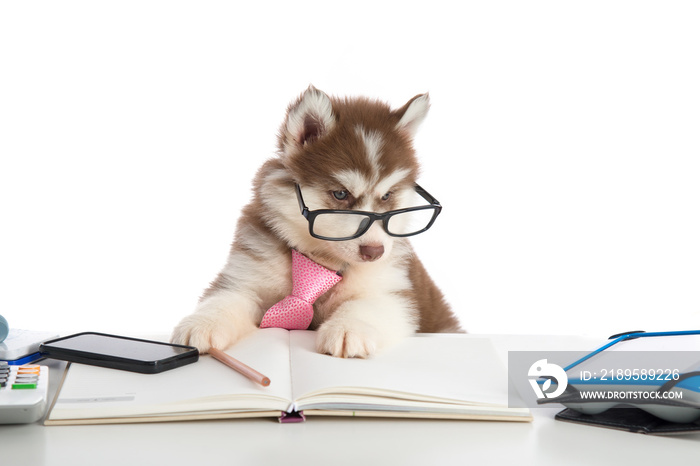 Cute siberian husky puppy in glasses working