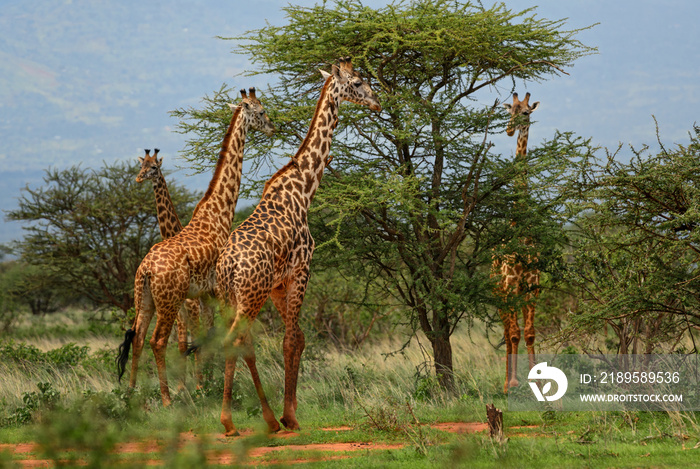 Giraffe - Giraffa, Kenya, Africa