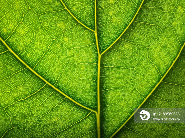 Green leaf macro background. Beautiful nature backdrop. Close up of textured. Environment and ecolog