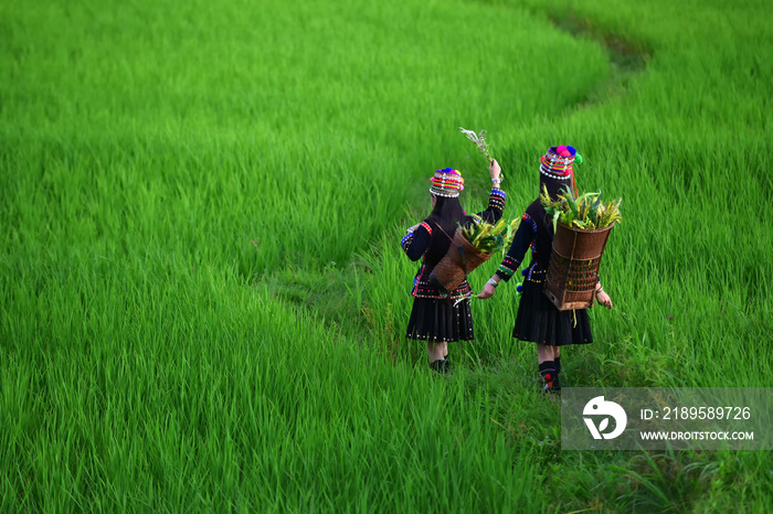 The hill tribe woman walks in the rice paddies.