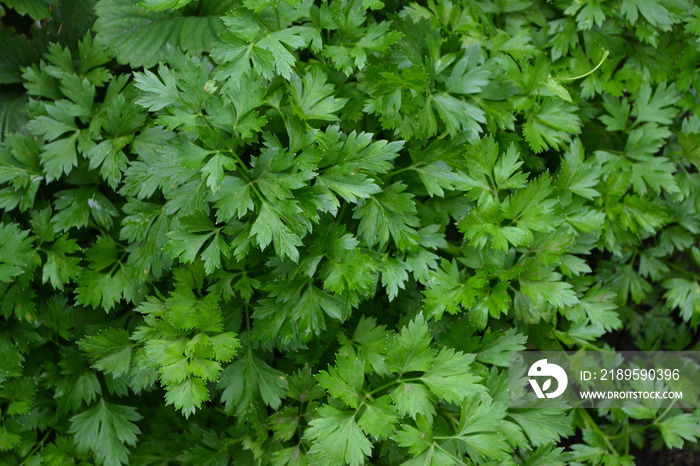 Parsley。园艺。Petroselinum crispum。流行烹饪调味料