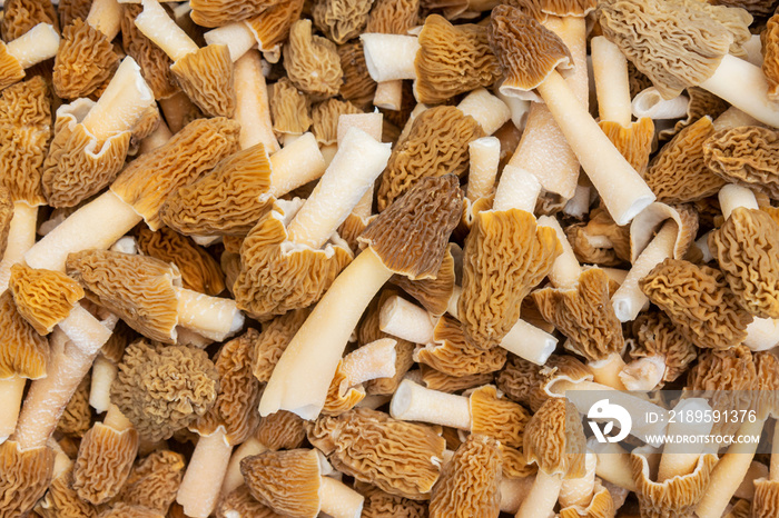 spring morel mushrooms are collected in a basket, texture