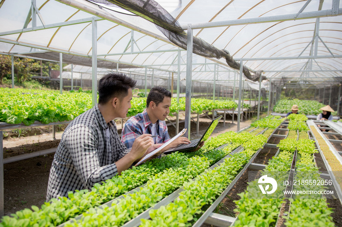 two team using laptop in hydrophonic farm