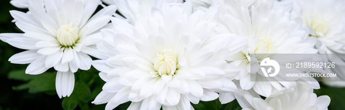 菊花盛开的亮白色花朵，特写自然背景