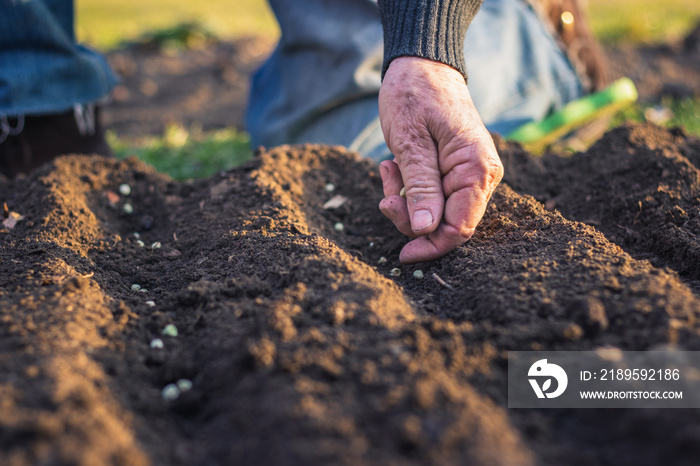 Farmer planting seeds in soil. Gardening in spring