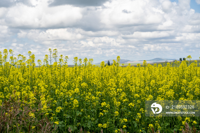 Brilliant, bright yellow mustard fields in the Palouse farming region of Western Idaho, near Culdesa