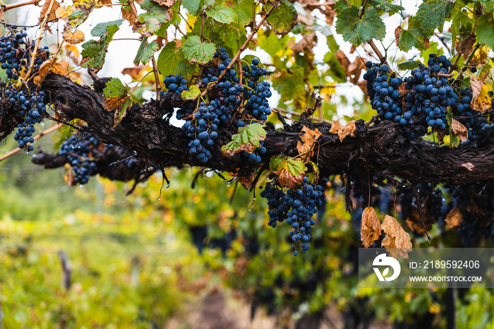 Malbec grapes in the vineyard.