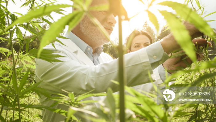 Researchers checking hemp plants in the field