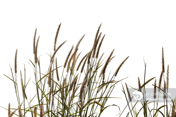 Grass flower isolate on white background.