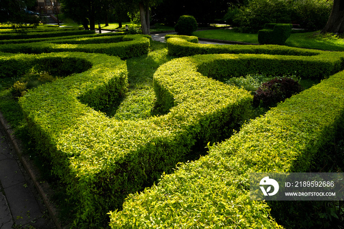 geometric design of a bush in a landscape