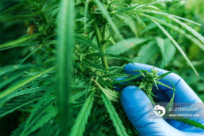 科学家正在研究大麻植物的发育