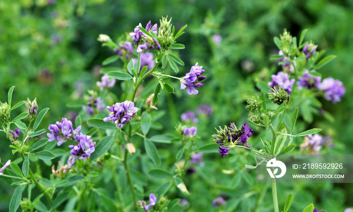 The field is blooming alfalfa