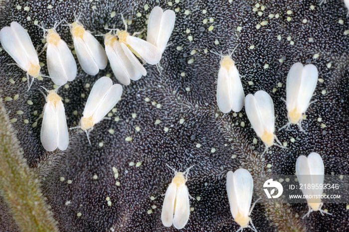 Greenhouse whitefly - Trialeurodes vaporariorum on the underside of leaves. It is a currently import