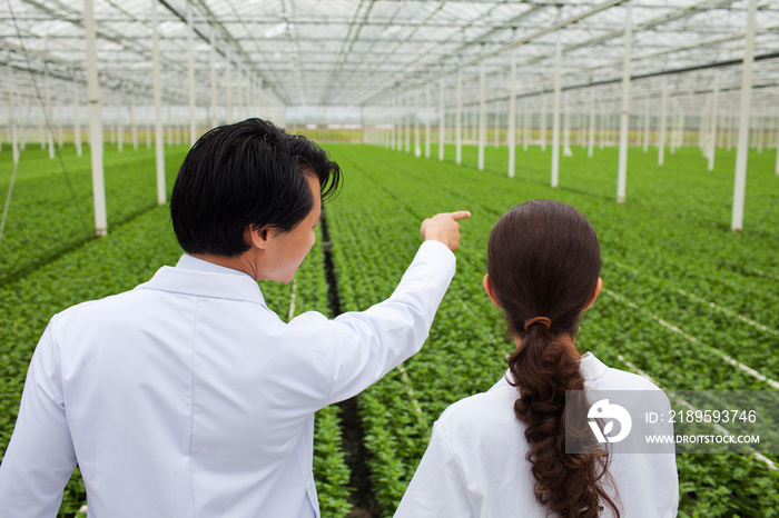 科学家看着温室里一排排的植物，指着