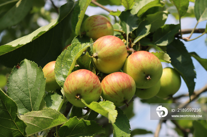 Close-up of red Florina apples growing on branch on tree in the orchard on a sunny day. Malus domest