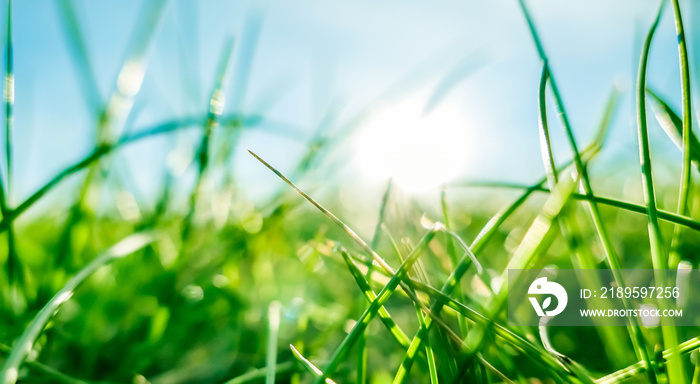 Fresh grass and sunny blue sky on a green field at sunrise, nature of countryside