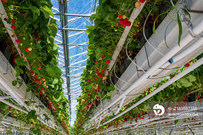 荷兰玻璃温室，种植草莓，种植草莓