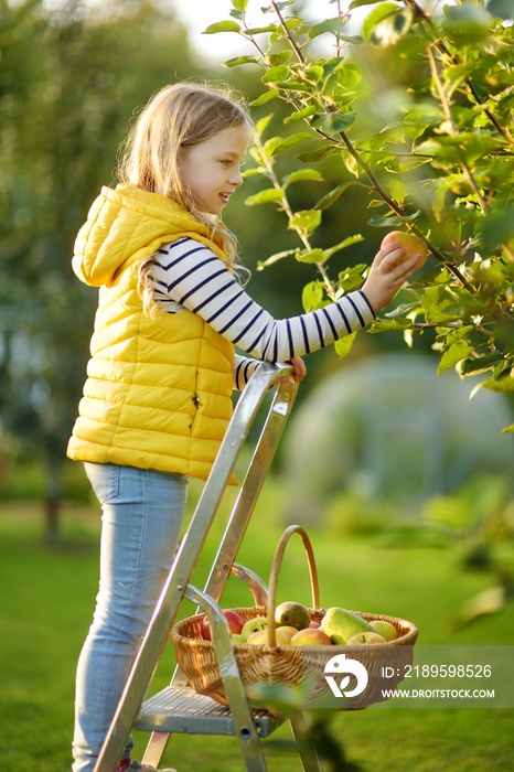 Cute young girl harvesting apples in apple tree orchard in summer day. Child picking fruits in a gar