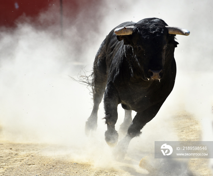 toro negro español en un espectaculo de toreo