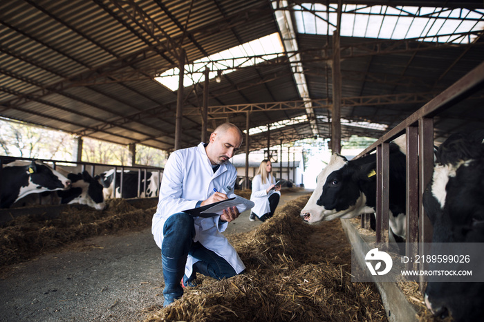 一群兽医医生在奶牛场检查牛的健康状况。日记农场健康控制