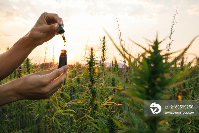 大麻种植者拿着由大麻植物制成的Cbd油放在滴管和瓶子里。