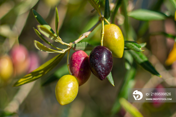 Colored olives on a branch of the olive grove