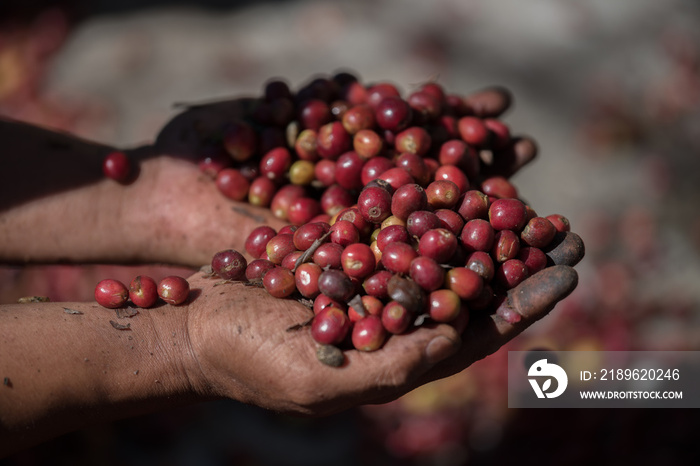 organic red berries coffee beans in farm