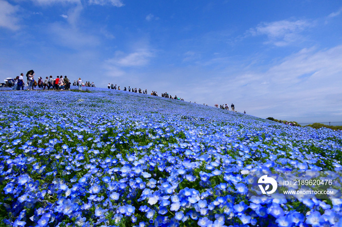 ネモフィラの丘。国営ひたち海浜公園。ひたちなか、茨城、日本。４月下旬。