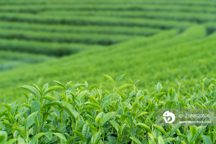 绿茶芽和茶叶。茶园