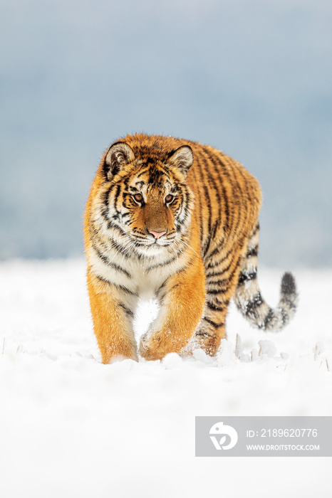 年轻的雄性西伯利亚虎Panthera tigris tigris在雪中危险地靠近