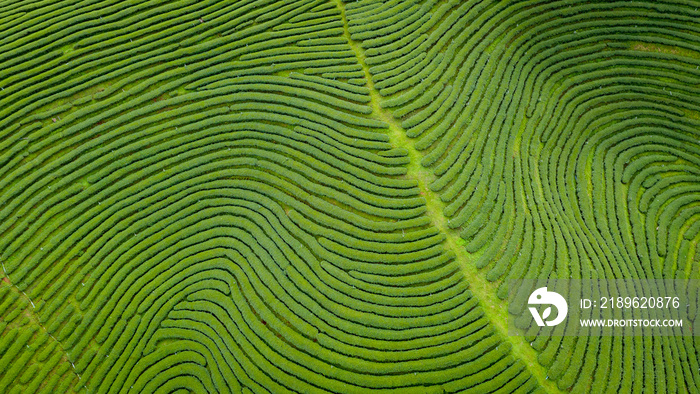 泰国清莱山上的农业区绿茶