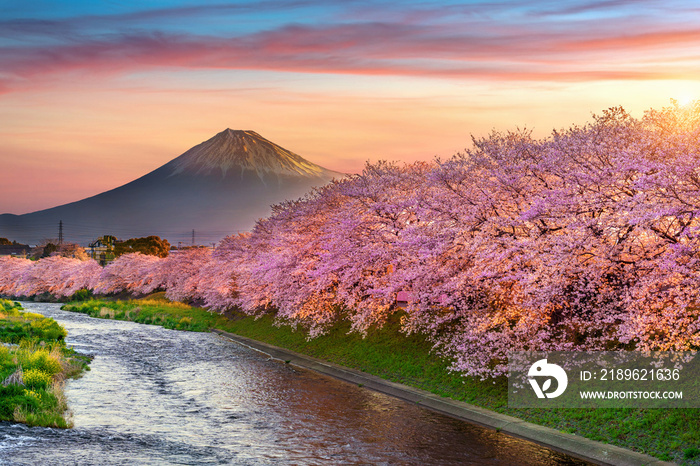 日本静冈，日出时的樱花和富士山。