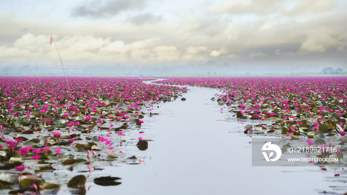  woman with lotus