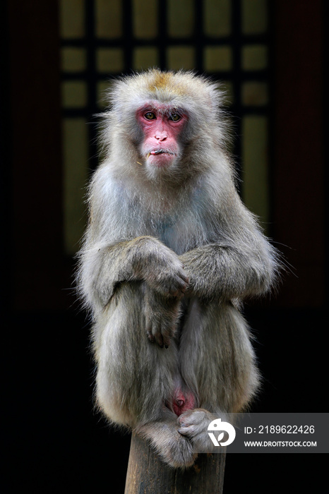 日本猕猴（Macaca fuscata），也被称为雪猴，是东半球的一种陆生怪物