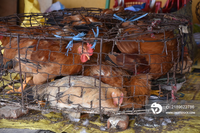 越南会安湿货市场的笼状鸡2