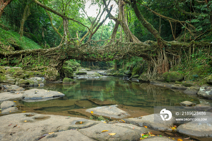 Living Root Bridge handmade from the aerial roots of rubber fig trees (Ficus elastica) by the Khasi 