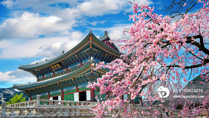 Cherry blossoms in spring, Seoul in Korea.