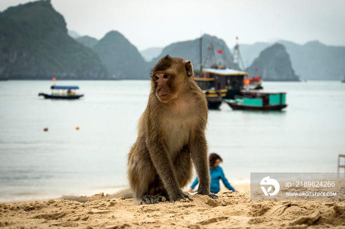 兰下湾的猴岛海滩，越南Cat Ba的下龙湾之旅。