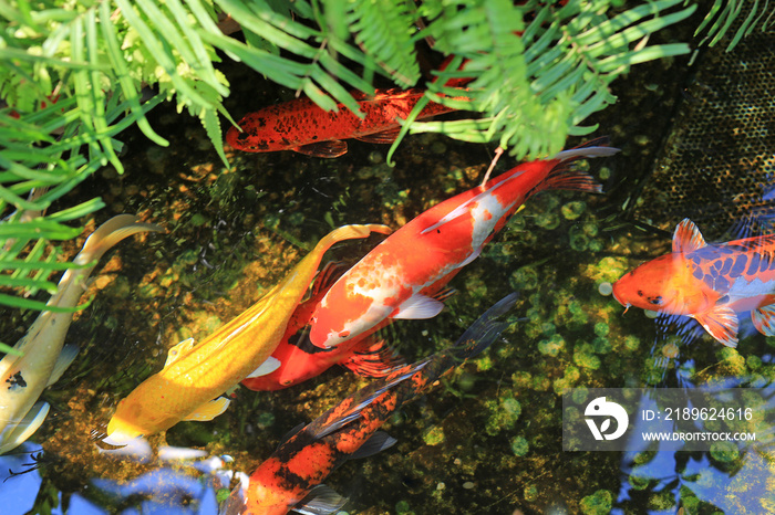 Koi fish swimming in pond.