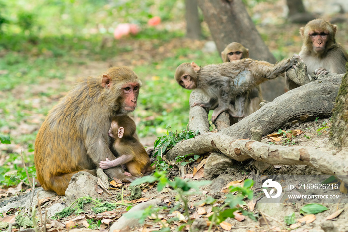 尼泊尔野生森林中一群有趣的猕猴